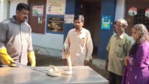 శ్వేత నాగు పడగకు సర్జరీ..!