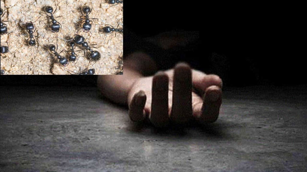 In sangareddy housewife suicide because of antphobia