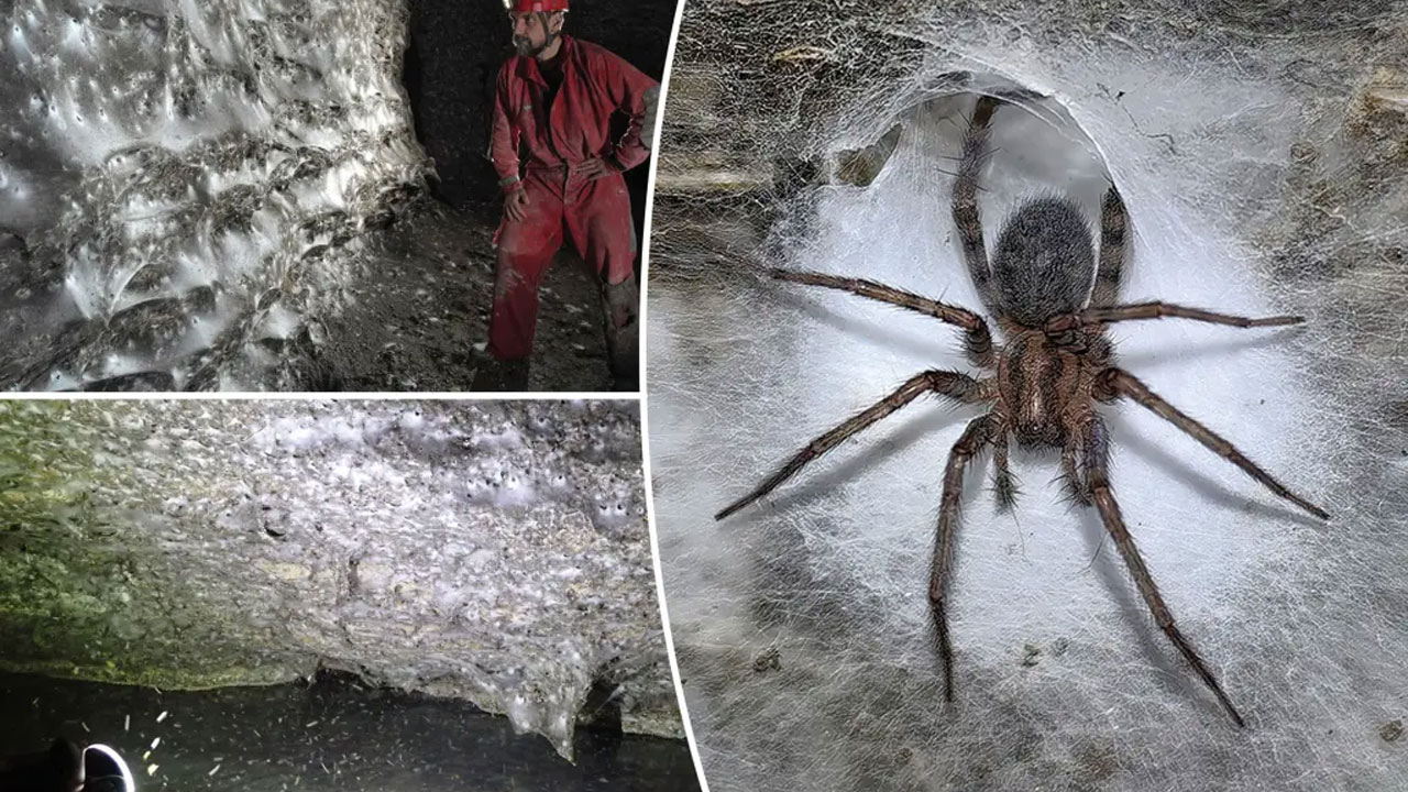 World's biggest spider web