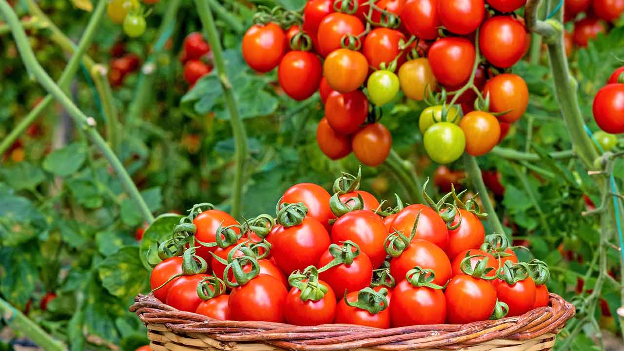 Tomatoes | మీకు తెలుసా..? టమాటాతో బరువు తగ్గించుకోవచ్చు..! Tomatoes | మీకు తెలుసా..? టమాటాతో బరువు తగ్గించుకోవచ్చు..!