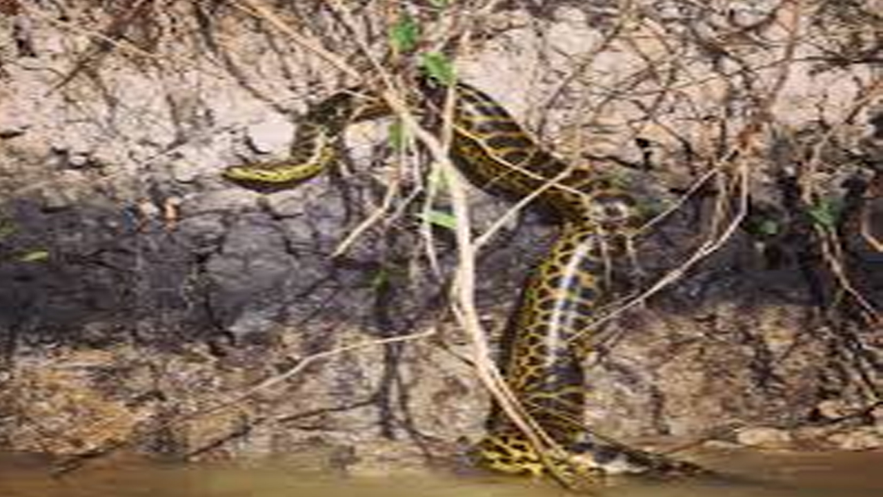 Yellow Anaconda