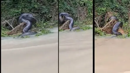 Anaconda Viral Video| అమెజాన్ నదిలో అనకొండతో ఆటలా..వీడియో వైరల్