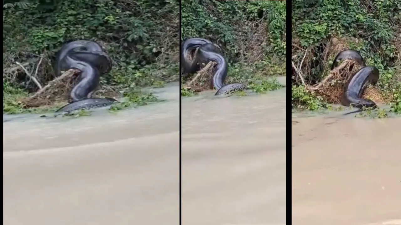 Anaconda Viral Video| అమెజాన్ నదిలో అనకొండతో ఆటలా..వీడియో వైరల్