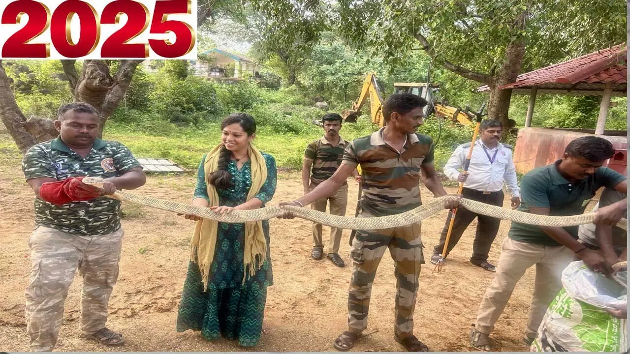 King Cobra in farm| ఆమె పొలం..కింగ్ కోబ్రాల నెలవు!