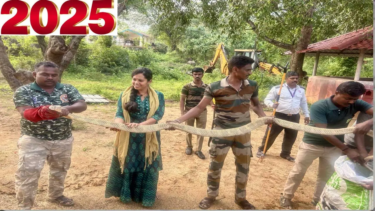 King Cobra in farm| ఆమె పొలం..కింగ్ కోబ్రాల నెలవు!