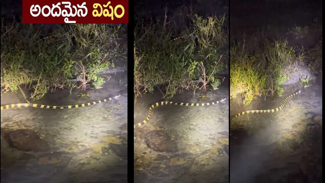 banded krait snake| చూడటానికి అద్బుత అందం..నిలువెల్ల విషం