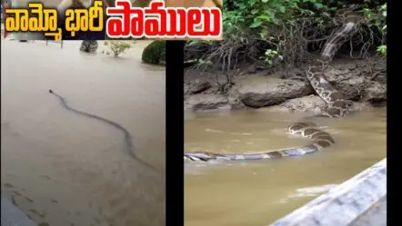 Big Snakes| భయపెట్టిన బడా పాములు..చూస్తే హడల్!