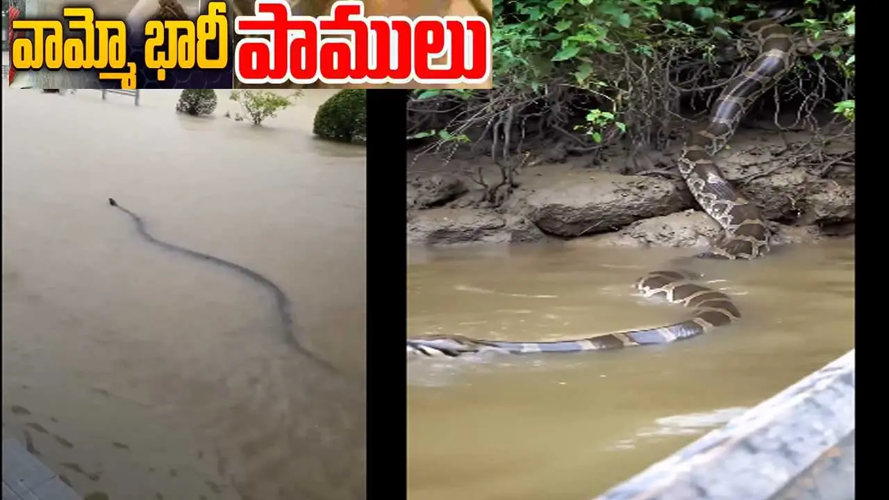 Big Snakes| భయపెట్టిన బడా పాములు..చూస్తే హడల్!