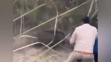 Wild Boar Attack : ఫారెస్టు ఆఫీసర్ పై అడవి పంది దాడి..వీడియో వైరల్