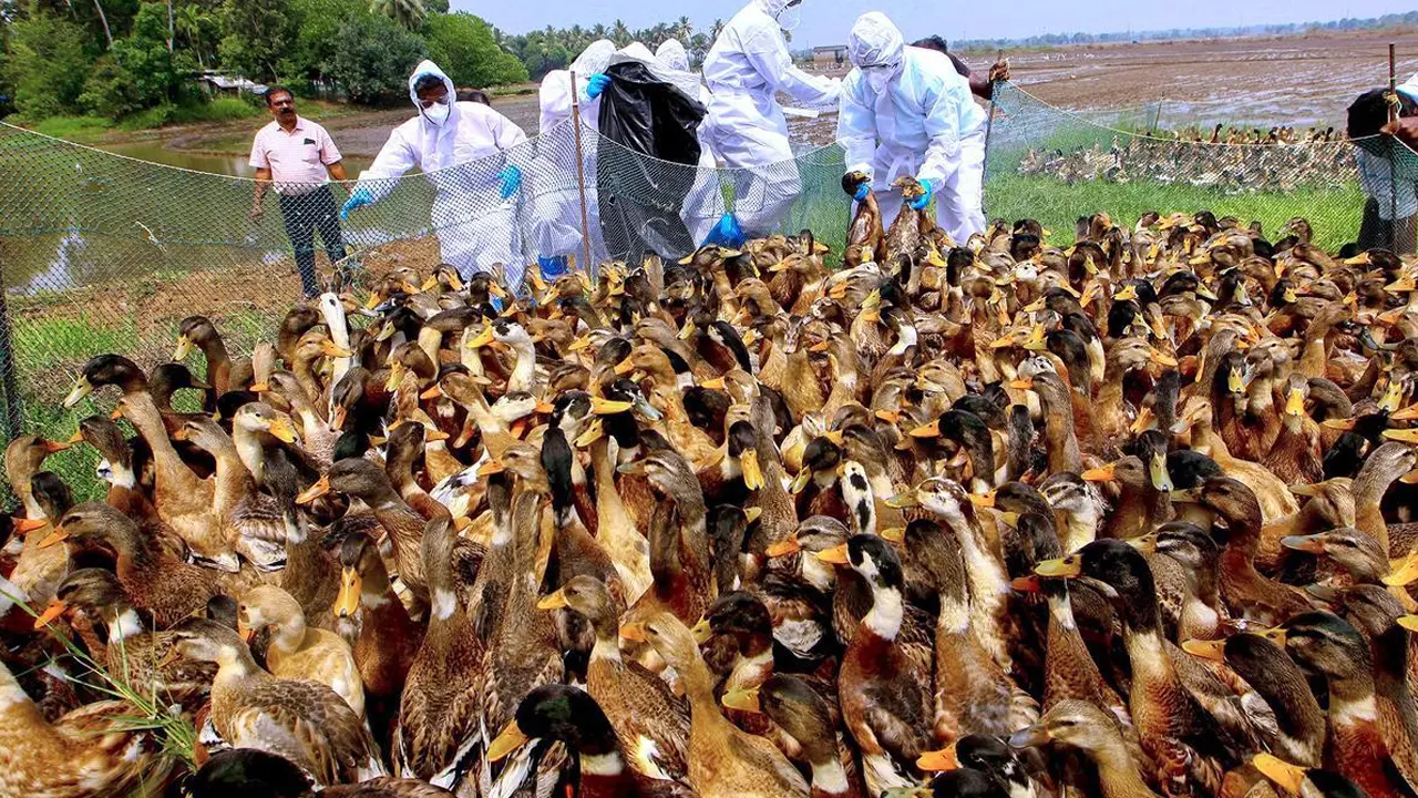 Bird Flu : కేరళలో విజృంభిస్తున్న బర్డ్ ఫ్లూ