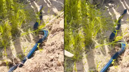 Blue Snake Video : అద్భుతం.. నీలి రంగు పాము వీడియో వైరల్