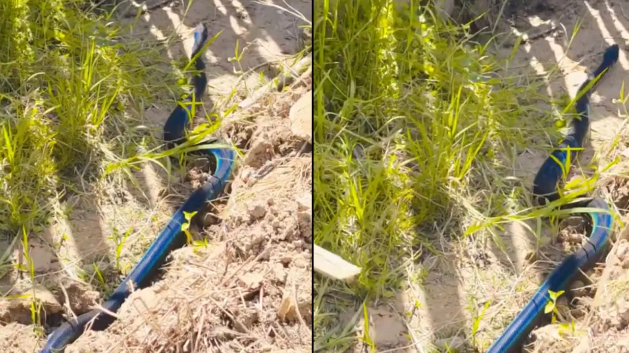 Blue Snake Video : అద్భుతం.. నీలి రంగు పాము వీడియో వైరల్