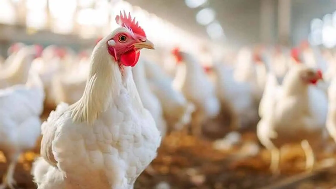 Chicken Price | కొండెక్కిన కోడి కూర ధ‌ర‌.. ఆందోళ‌న‌లో నాన్ వెజ్ ల‌వ‌ర్స్..!