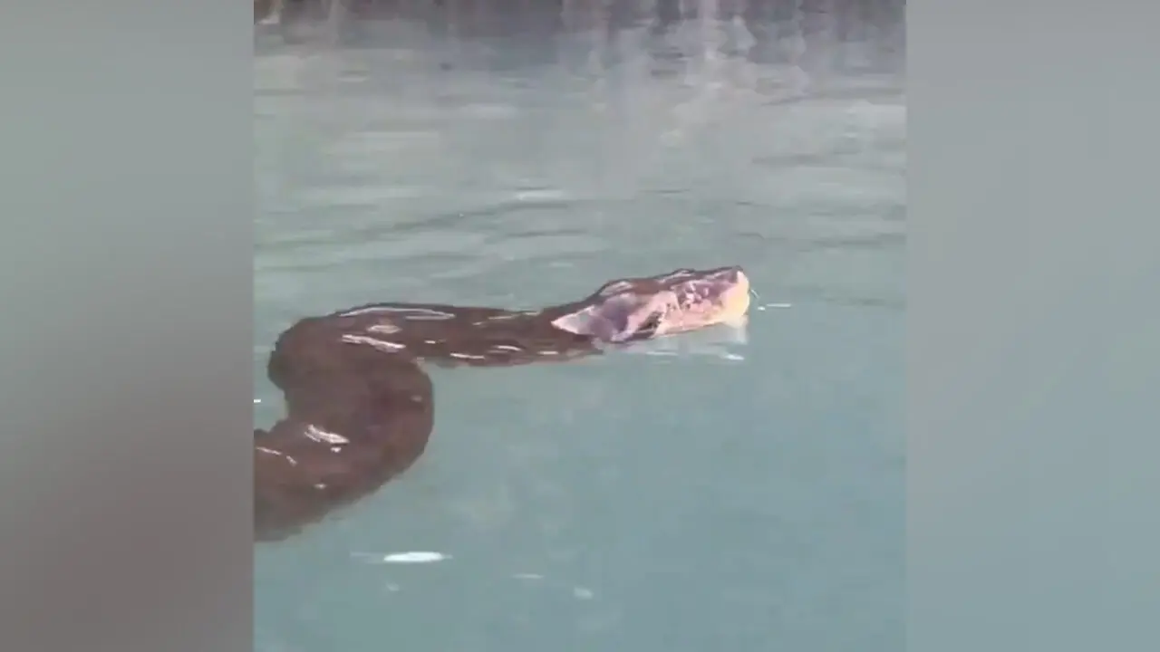 Python : దడ పుట్టించిన భారీ కొండ చిలువ