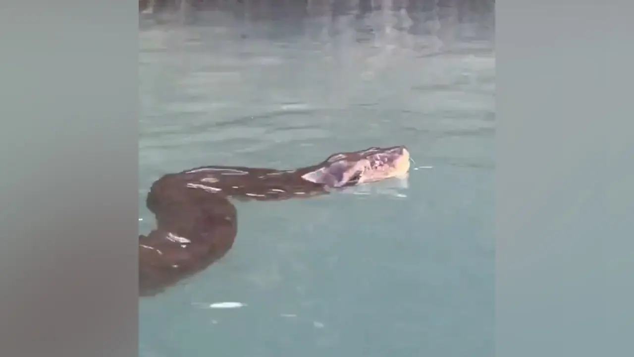Python : దడ పుట్టించిన భారీ కొండ చిలువ
