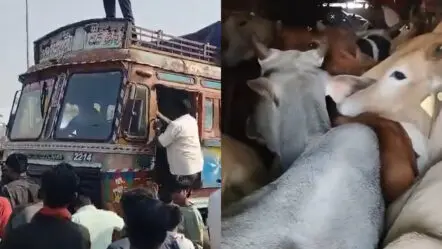 Cow Smuggling : పుష్ప సినిమా సీన్…ఆవుల స్మగ్లింగ్ లో స్టన్నింగ్