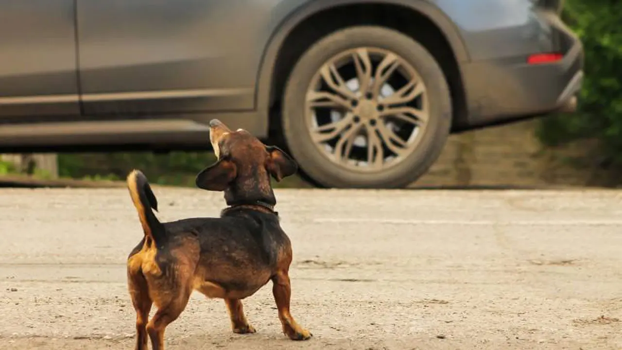 Street Dogs Chase Explained | కుక్కలు ఎందుకు వెంటపడుతాయో తెలుసా?