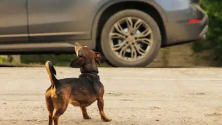 Street Dogs Chase Explained | కుక్కలు ఎందుకు వెంటపడుతాయో తెలుసా?
