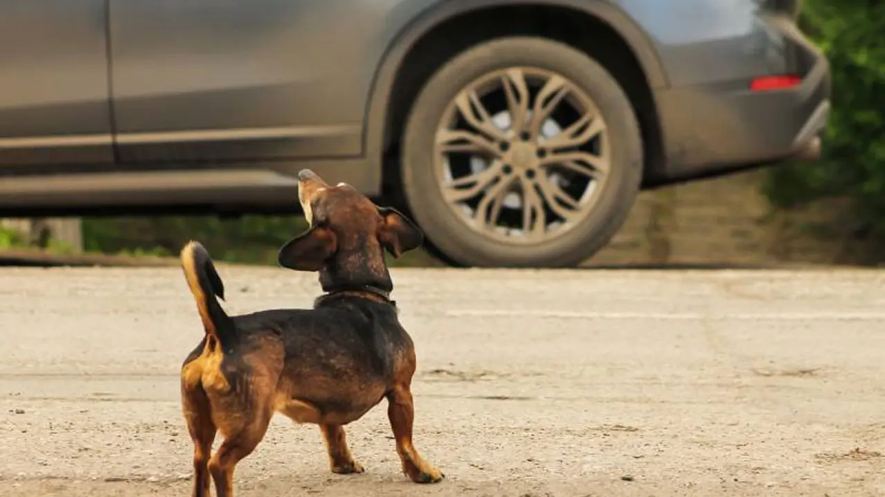 Street Dogs Chase Explained | కుక్కలు ఎందుకు వెంటపడుతాయో తెలుసా?