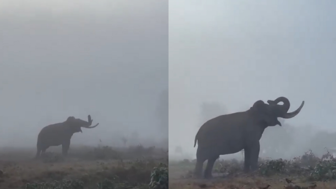Elephant enjoying winter morning