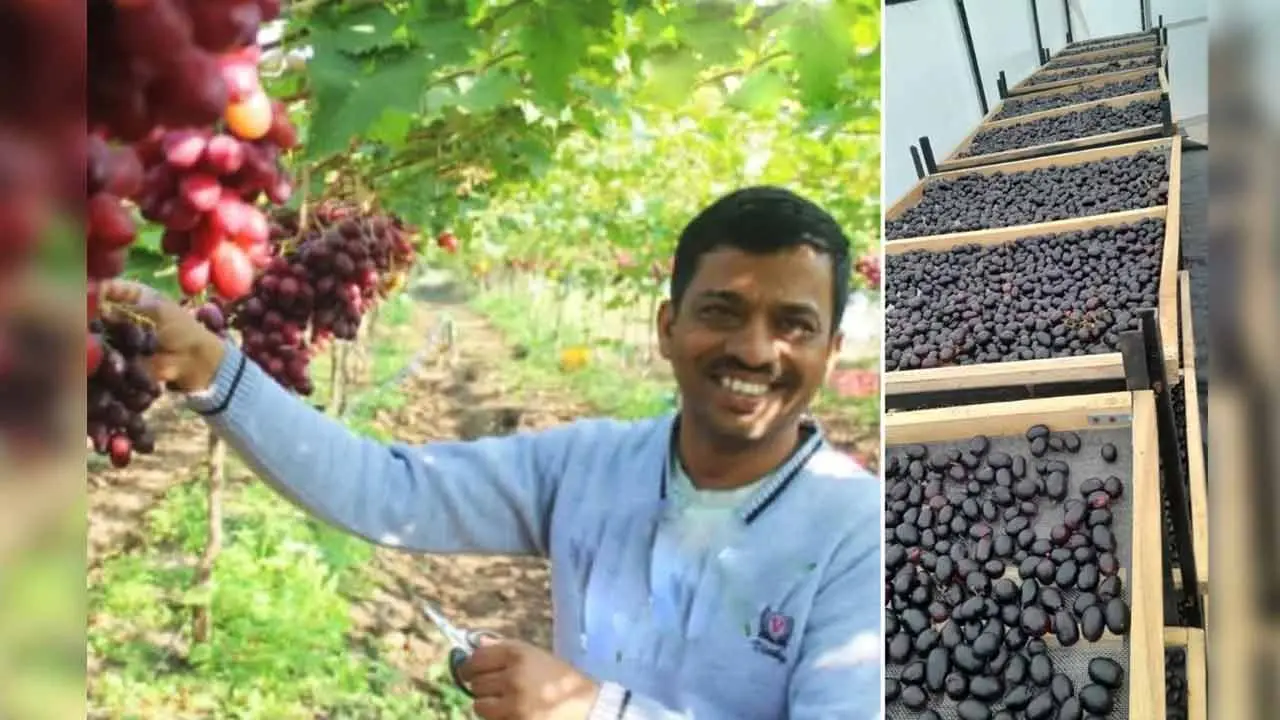 Grape Cultivation | సిరులు కురిపిస్తున్న ద్రాక్ష సాగు.. ఏడాదికి రూ. 75 ల‌క్ష‌లు సంపాదిస్తున్న యువ రైతు
