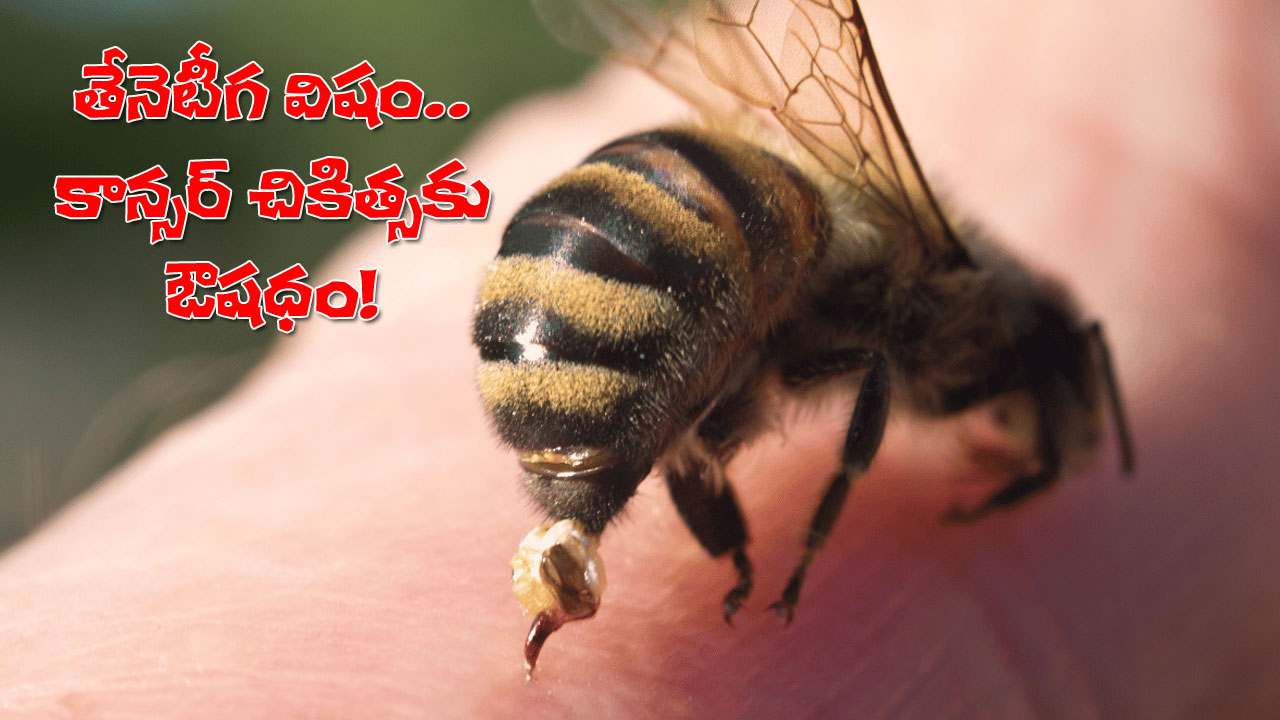 honeybee venom medical study