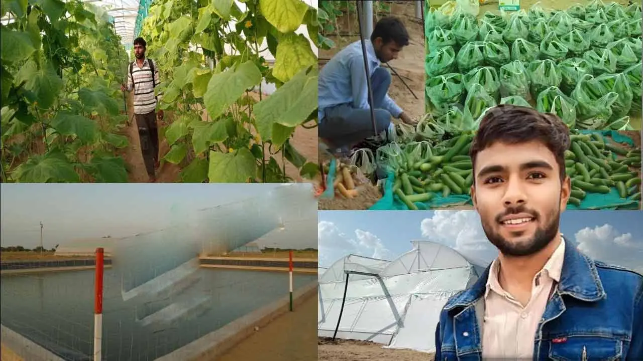 Cucumber Cultivation | దోస‌కాయ‌ల సాగుతో ఏడాదికి రూ. 40 ల‌క్ష‌ల సంపాద‌న‌.. ఇది ఓ బీఈడీ కుర్రాడి స‌క్సెస్ స్టోరీ..!