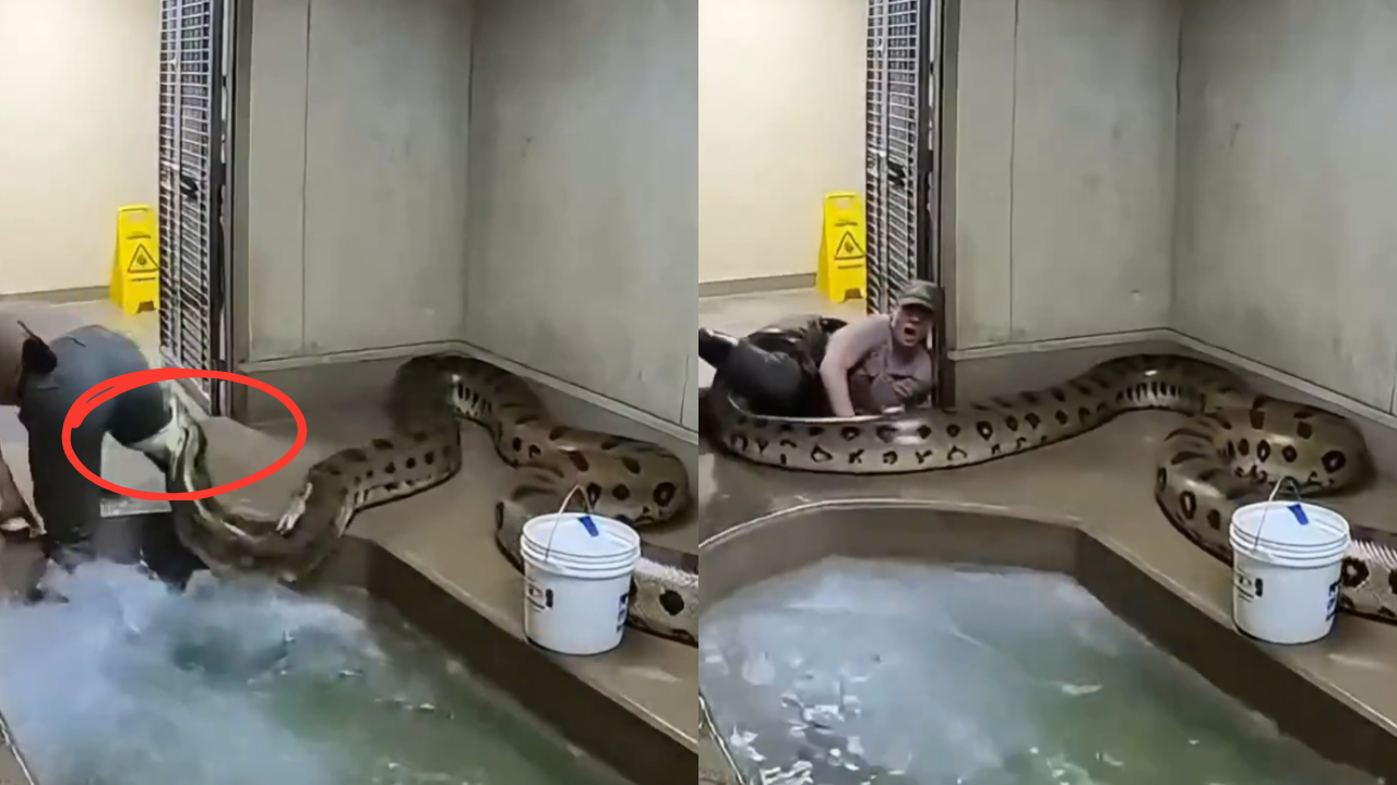 Python Attack Zoo Keeper