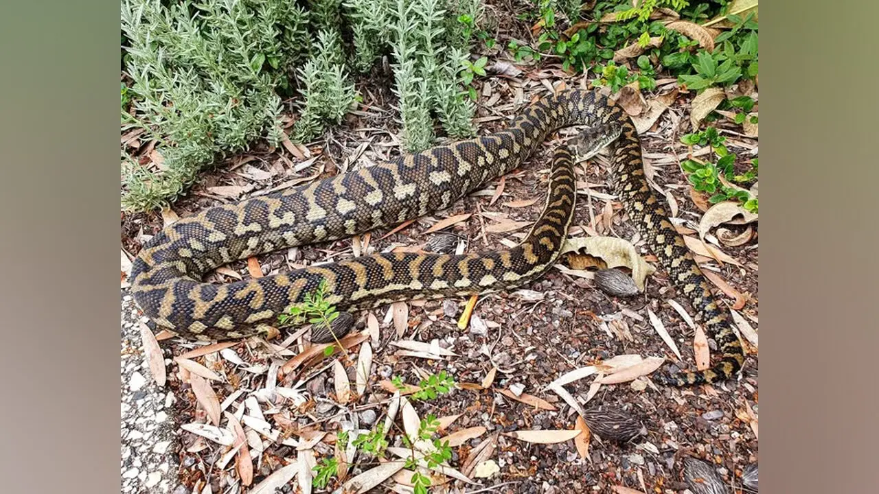Coastal Carpet Python : చెట్లు ఎక్కడంలో ఆ కొండ చిలువ స్పెషల్
