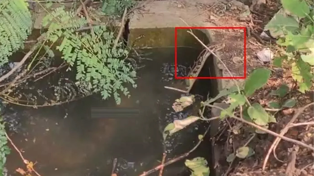 Giant Python in drainage pipe