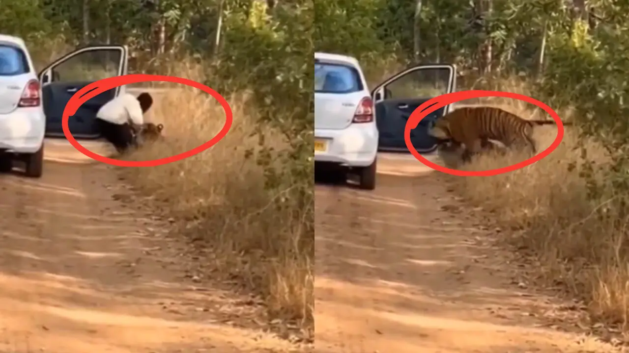 Tiger Attack : అడవి మధ్యలో కారు ఆపాడు..పులికి చిక్కాడు