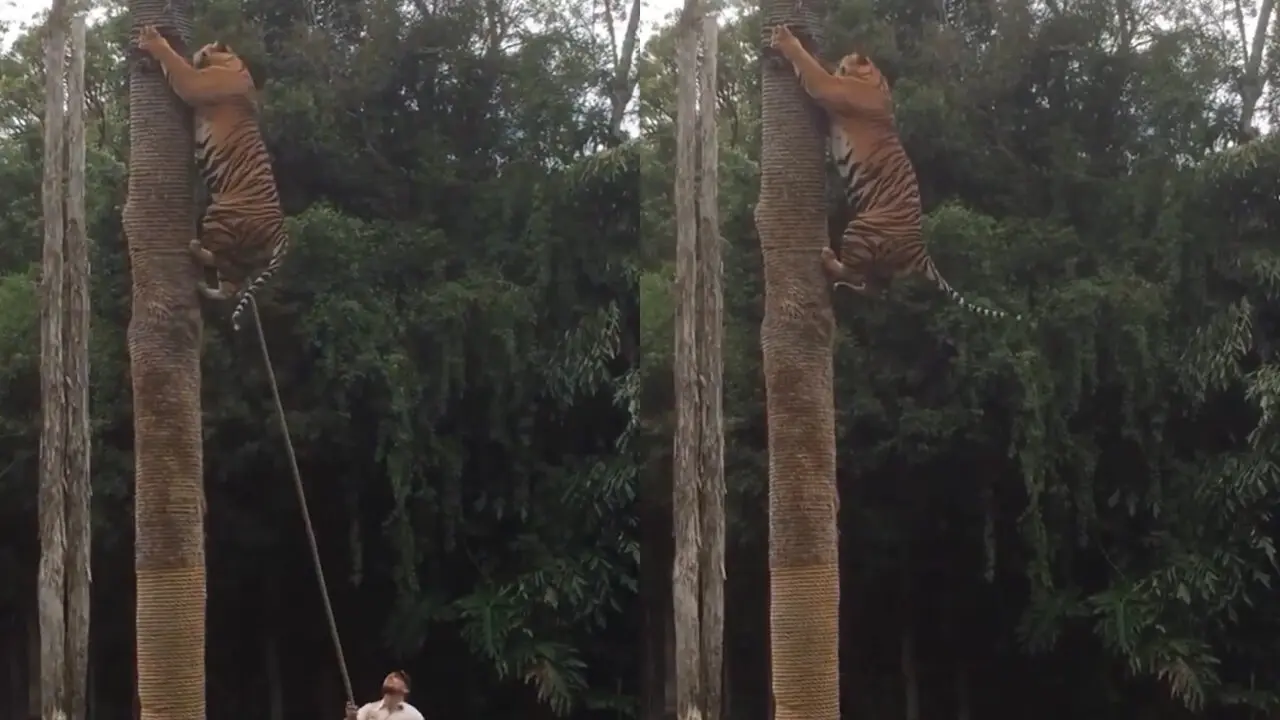 Bengal Tiger Climbing Tree : నిటారు చెట్టును ఎక్కెసిన పెద్దపులి..వైరల్ వీడియో