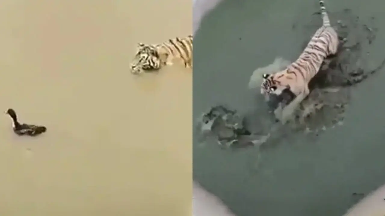 Tiger vs Duck Viral Video : పెద్దపులిని ఆటాడుకున్న బాతు..నవ్విస్తున్న వీడియో