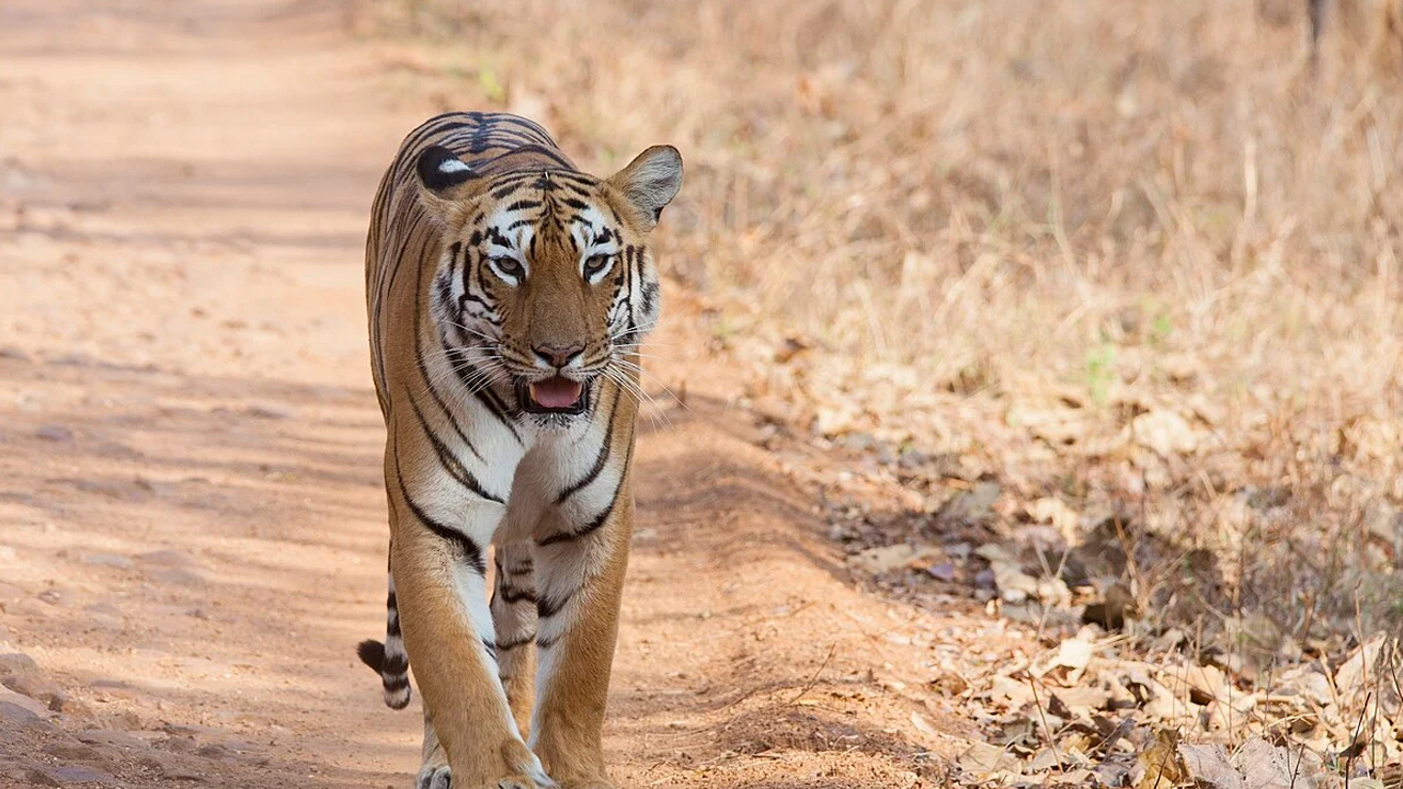 tiger roaming in siddipet