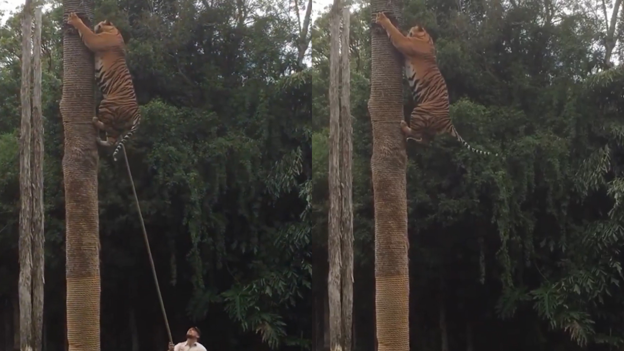 Bengal Tiger Climbing Tree