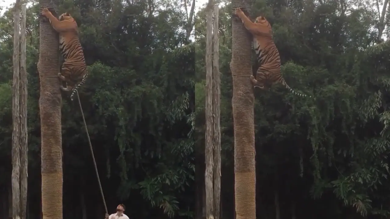 Bengal Tiger Climbing Tree : నిటారు చెట్టును ఎక్కెసిన పెద్దపులి..వైరల్ వీడియో