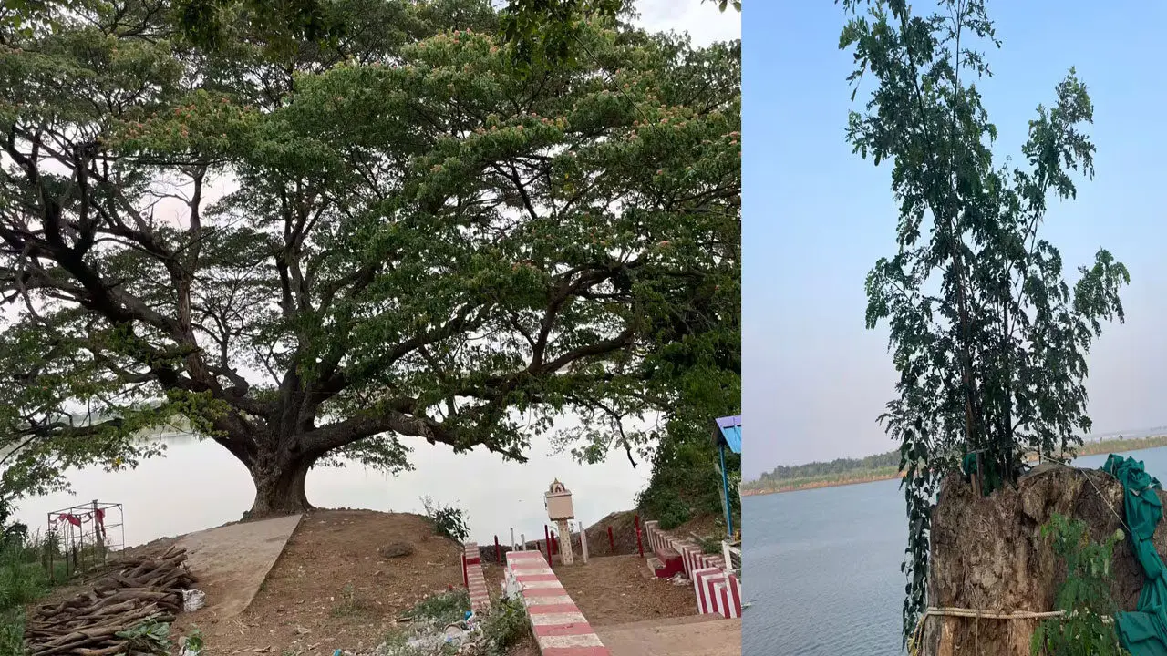 Cinema Tree | 200 సినిమాల‌ చెట్టు మళ్లీ చిగురించింది.. 150 ఏళ్ల సినీ చరిత్రకు కొత్త ఊపిరి