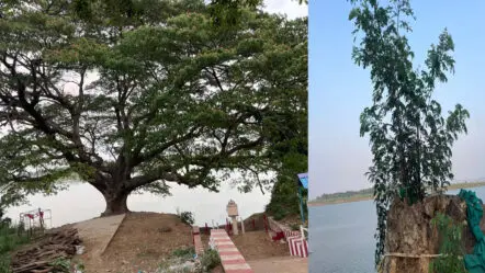 Cinema Tree | 200 సినిమాల‌ చెట్టు మళ్లీ చిగురించింది.. 150 ఏళ్ల సినీ చరిత్రకు కొత్త ఊపిరి