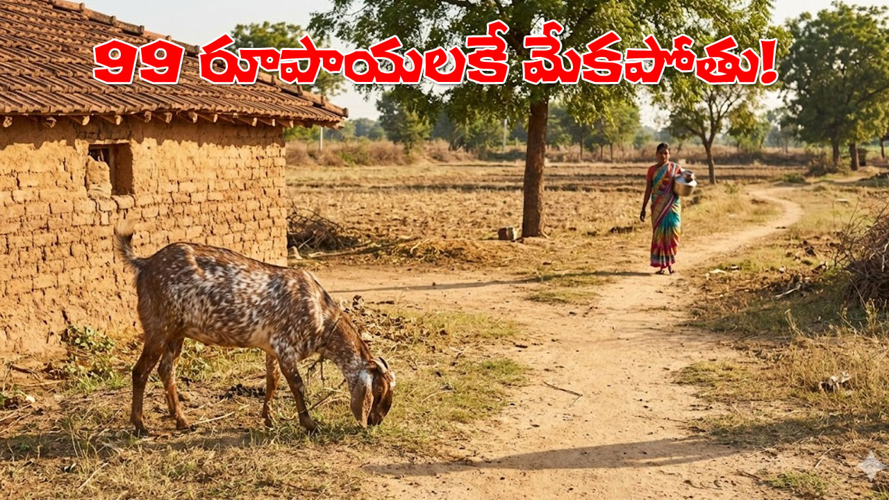 Sankranti festival offers ai creation