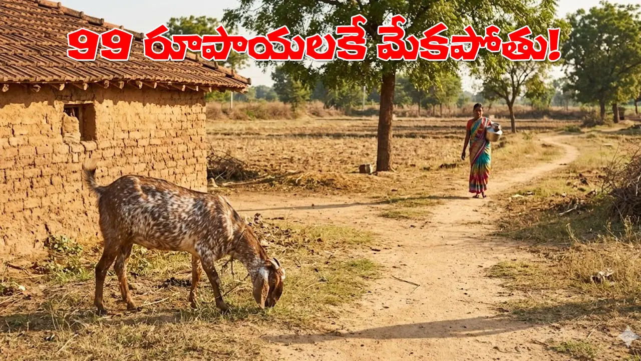 99 Rupees Goat | సంక్రాంతి బంపర్‌ ఆఫర్‌..  99 రూపాయలకే 12 కిలోల మేకపోతు!