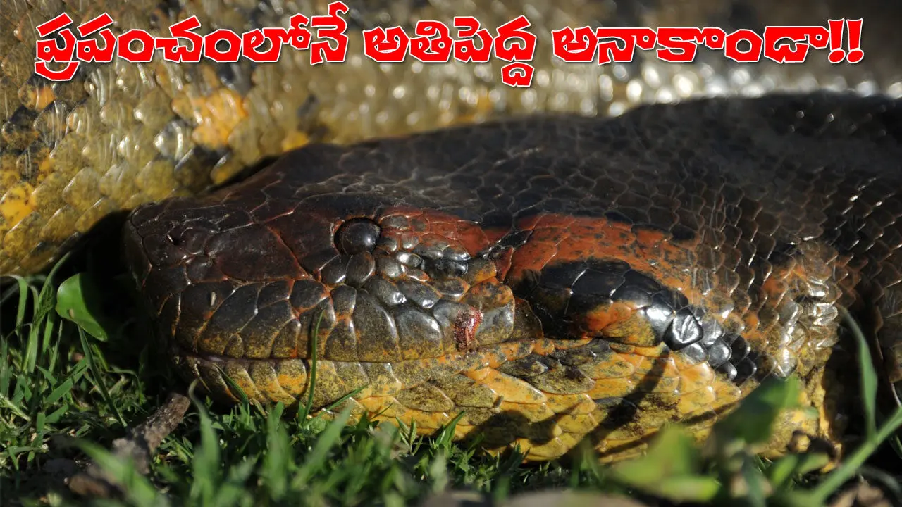 Ana Julia | అతిపెద్ద అనాకొండా.. అమెజాన్‌ అడవుల్లో కనిపించిన అనా జూలియా!! పొడవు తెలిస్తే షాకే!
