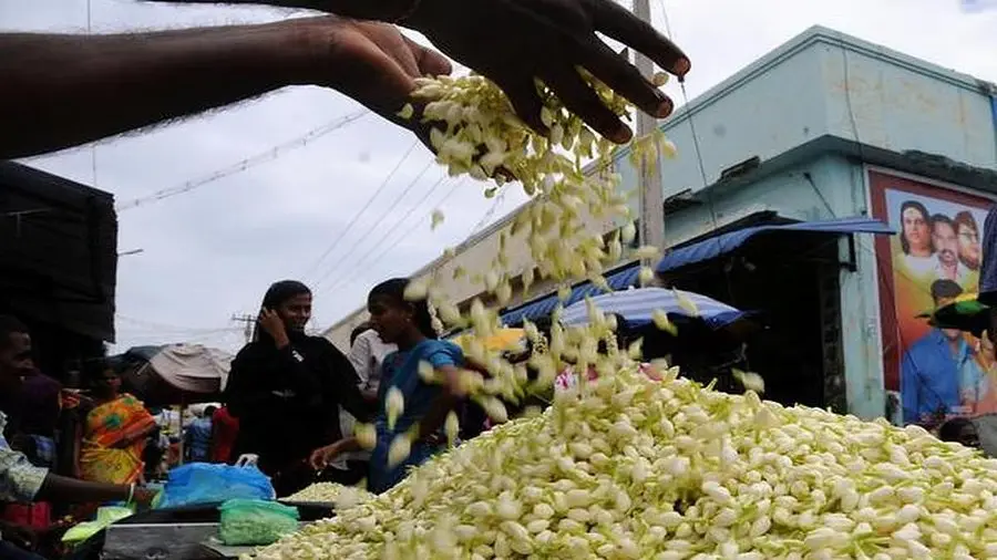 Madurai jasmine price| వండర్ .. కిలో మల్లెపూలు రూ.6వేలు !