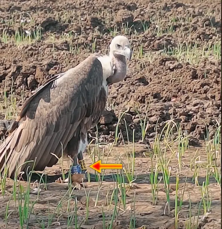 GPS tracker Vulture| జీపీఎస్‌ ట్రాకర్‌తో రాబందు దర్శనం