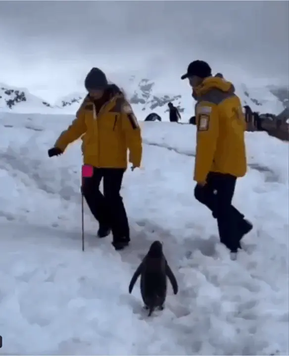 penguin traffic rule| పెంగ్విన్ ట్రాఫిక్ రూల్స్.నెటిజన్ల ఫిదా !