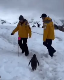 penguin traffic rule| పెంగ్విన్ ట్రాఫిక్ రూల్స్.నెటిజన్ల ఫిదా !