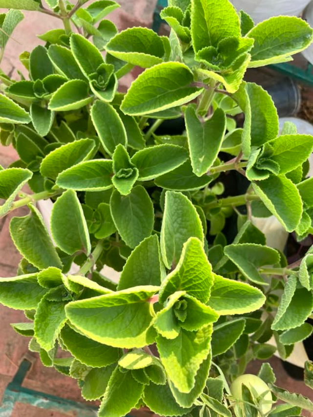 Ajwain Plant | ఈ మొక్క హనుమాన్ తెచ్చిన సంజీవనితో సమానం.. మీ ఇంట్లో ఉంటే డాక్టర్ పనే ఉండదు.