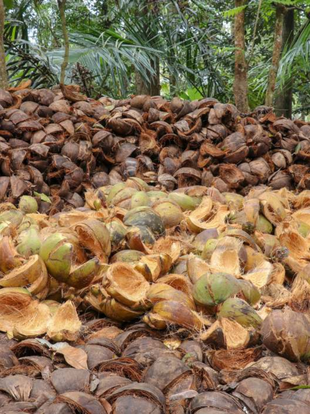 Coconut Shell Benefits | కొబ్బరి చిప్పలు ఆరోగ్యానికి ఇంత లాభమా? ఈ విషయం తెలిస్తే అస్సలు పడేయరు