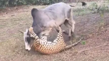 Cow vs Leopard Fight : చిరుతతో పోరాడి గెలిచిన ఆవు.. షాకింగ్‌ వీడియో