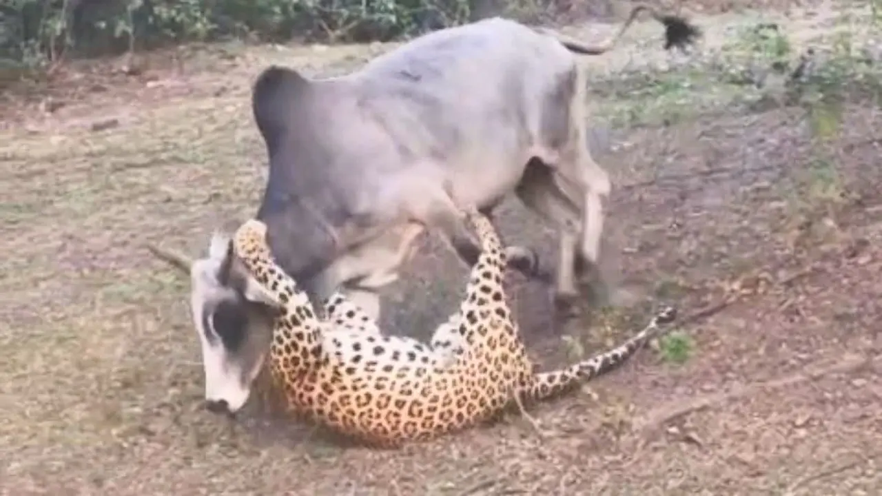 Cow vs Leopard Fight : చిరుతతో పోరాడి గెలిచిన ఆవు.. షాకింగ్‌ వీడియో