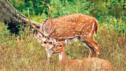 HCU | హెచ్‌సీయూలో వీధి కుక్క‌ల స్వైర‌విహారం.. రెండు జింక‌లు మృతి